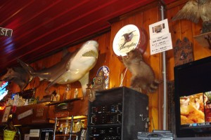 Wall Items at The Gin Mill A photo of a fake shark mounted on the wall, appearing to menace a taxidermied, fierce-looking raccoon.