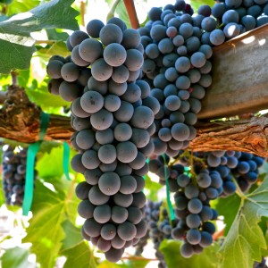 Sangiovese-Sorelle-09-12-copy